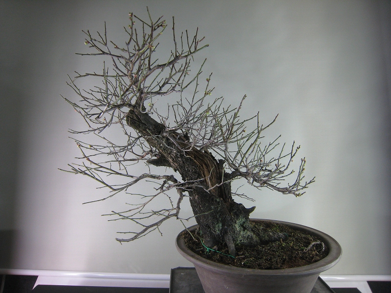 甲州野梅 - 大品盆栽 [赤富士園]