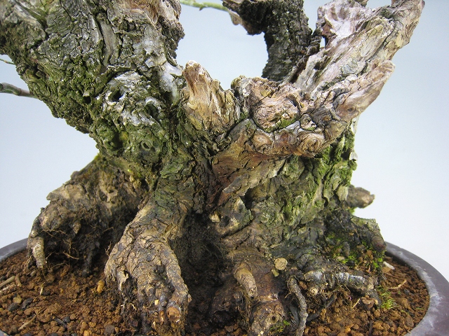 甲州野梅（古木） [赤富士園]