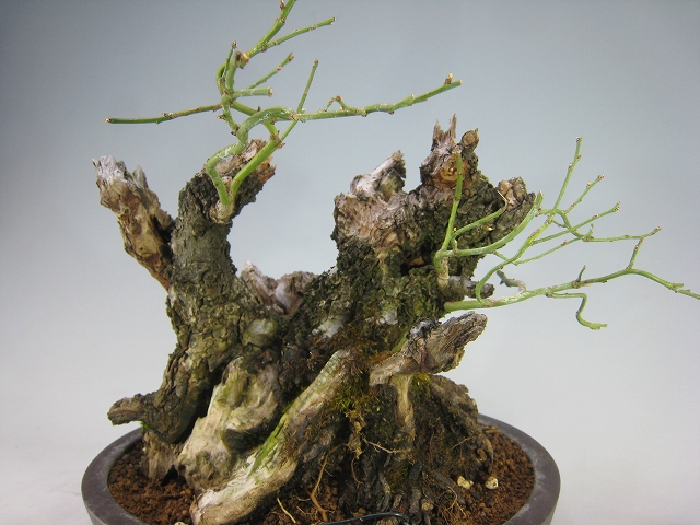 甲州野梅（古木） [赤富士園]