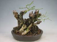 甲州野梅（古木） [赤富士園]